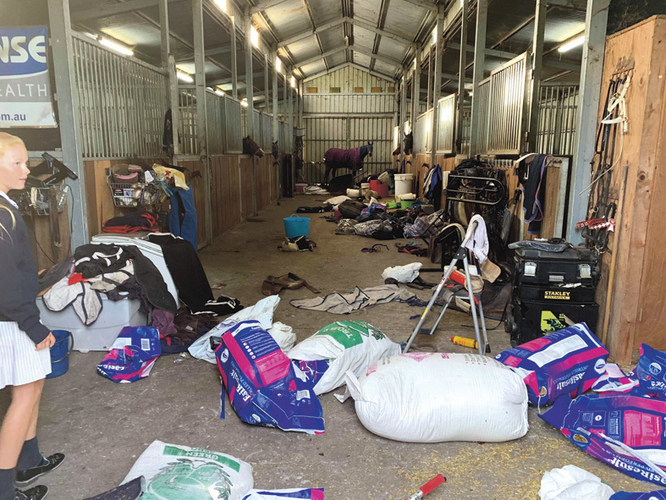 A pony that has learnt to open its stable door through operant conditioning.