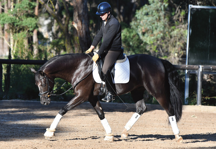 Do a lot of forward and back within each pace to get him over the back and to encourage the stretch forward and down when asked (a movement required in the young horse test). Push him to take the contact more. The better the connection, the better the stretch.”