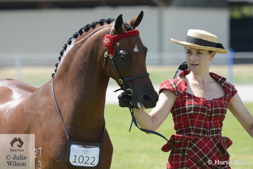 Regular and successful exhibitor, Brooke Stevenson is pictured with her, 'Bamborough Soloist' that was declared Champion Led Part Welsh Gelding.