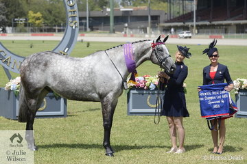 Successful exhibitor, Melissa Ovens is pictured with her Champion Gelding and Supreme Led ANSA Exhibit, 'Laser Entry'. They are pictured with Judge, Lisa Jones.