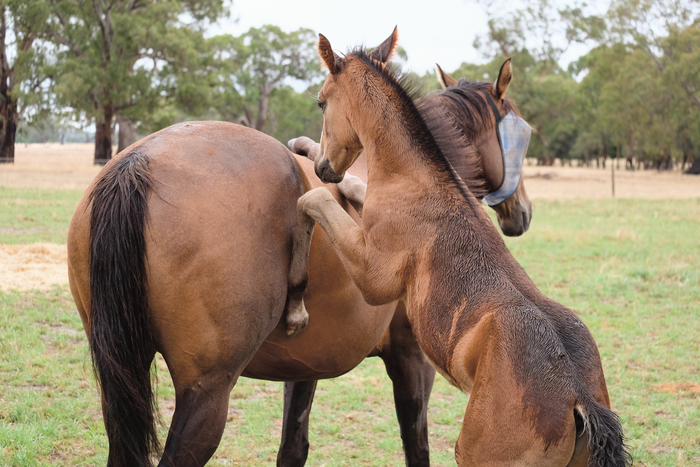 A two month old colt rearing up over it’s mother.