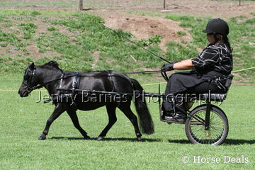 A Riethoven, S Murphy, Treeline Black Poppy
