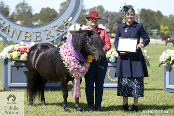Irene and Narelle Hogg claimed yet another Supreme Led Shetland award, this year with their stallion, 'Lentara Monarch'. Seen here Shetland Pony judge, Carly Thomas.