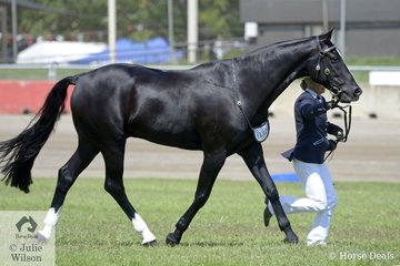 Ainsley Maben led Amy Britt's,  'Tarraway Jackson' to claim the Australian Stock Horse Led Gelding Championship.