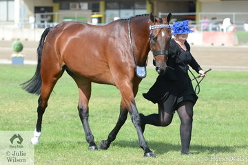 Sarah Steele's, 'Royal Remington' took fifth place in the class for Led Standardbred Gelding.