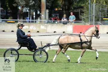 Successful reinswoman, Heidi Stevens is pictured driving Corinne Collins and Andrew James' successful, 'Nawarrah Park Pink Panther' to win the class for Non Hackney Pony 12-13hh.