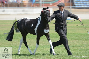 Gary Richardson is pictured on the run with the Vancouver Park Stud's Champion Pinto Stallion/Colt, 'Earlsley Park York'