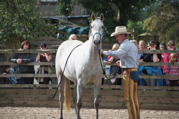 Which Rug Should I Put On My Horse Diary Of A Wimpy Eventer