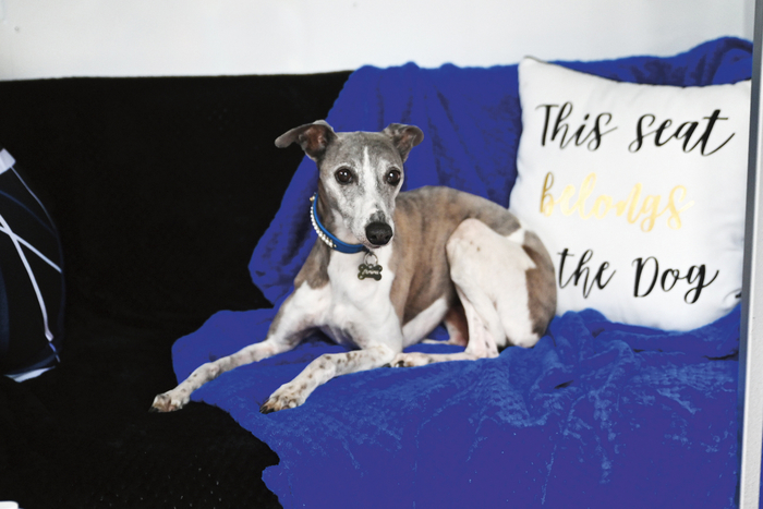“Jemima loves going everywhere and making friends. I often find her sitting having cheese and biscuits with other people!”