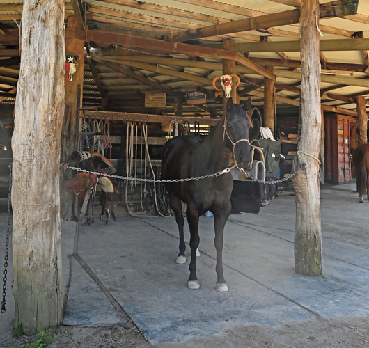 Quarter Horse, Indy is pictured cross tied facing out from the central round yard. There is rubber under foot wherever the horses are tied.