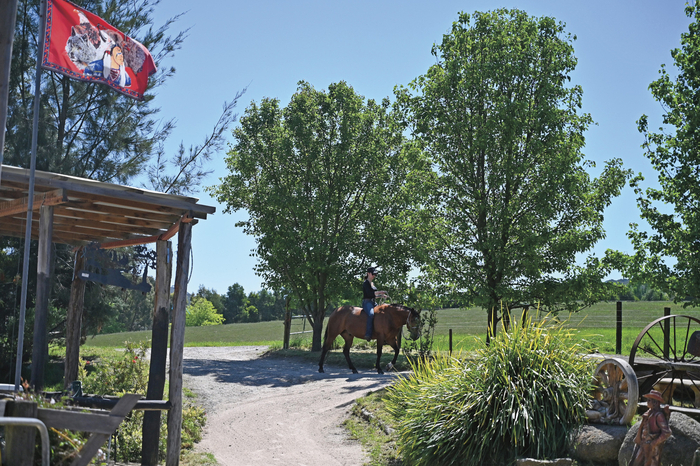 Bringing the horses in, the easy way.