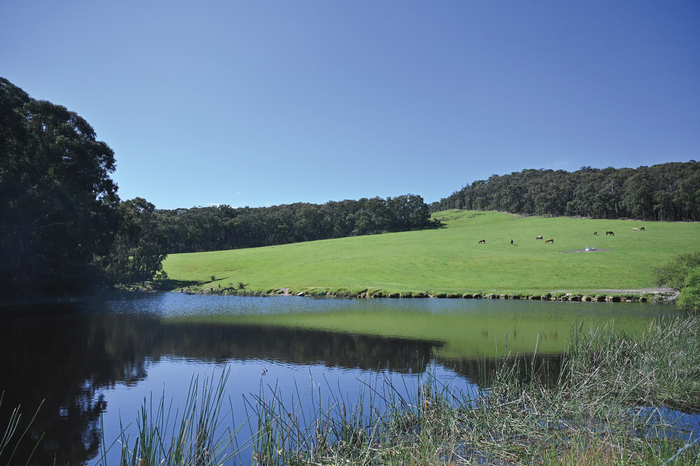 In the foreground, the spring fed dam and behind the 20 acre paddock with some of the most content horses we have ever seen.