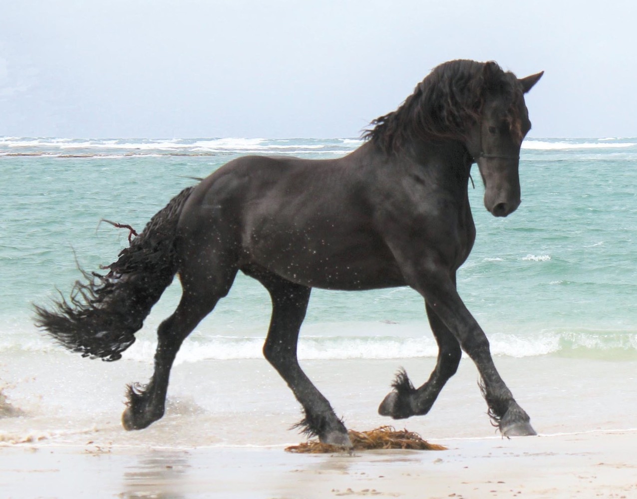 Vincent of Twin Rivers Friesian Stallion Services for sale in