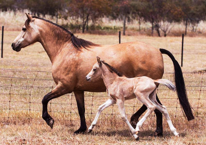 Cinnamons 1st and only foal 2017