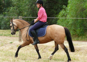 Welsh B Reg. Buckskin Mare 10yo