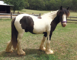 Gypsy Willows Django