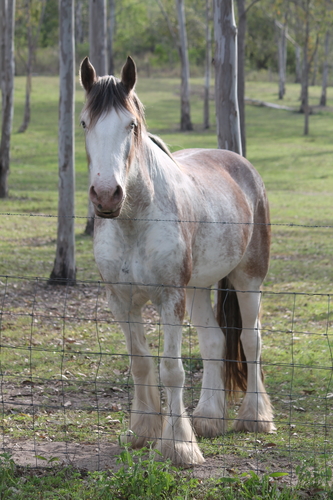 Harry is PB /no papers but the most beautiful temperament