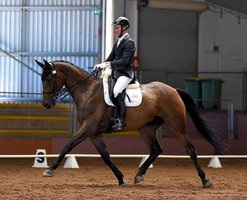 Competition Dressage Horse