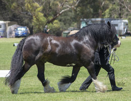Stunning Gypsy Cob Gelding