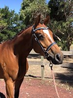 Gelding by Furst Grandios