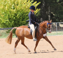 Beautiful Moving Pony Mare