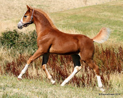 Connemara x Sport Pony