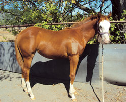 CTF Cassie - Special Filly