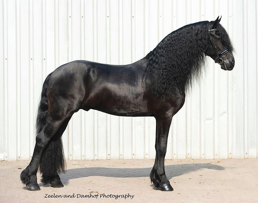 Ulrik R.S. Twel Ster Sport AA Friesian Stallion Services for sale