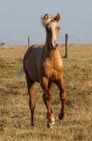 Majodero (imp.) Sons For Sale