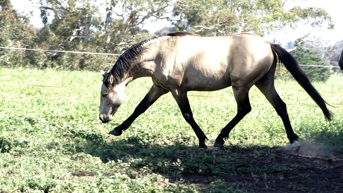 Max shown using his back as he trots out of the shadows.