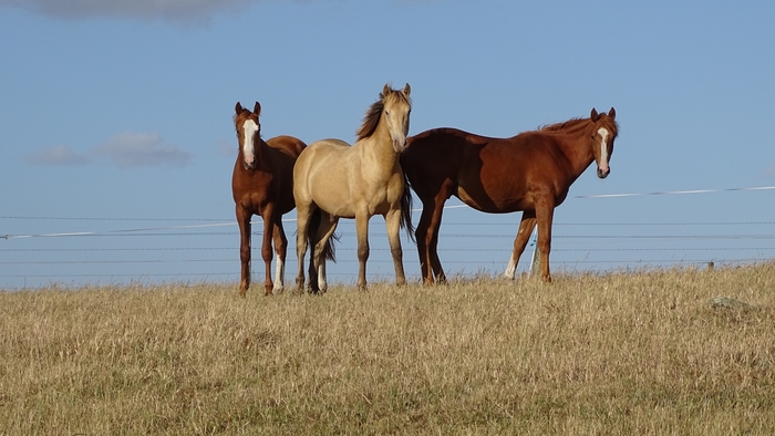 El Cid (front & center)
The only known Pearl Champagne Iberian bred Colt in the world