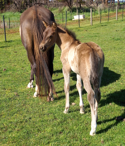 Rabat
The rarest of Iberian Colts being a Pearl on Black-Chestnut with Dun characteristics.