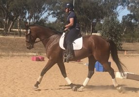 Bay Show Hunter Prospect