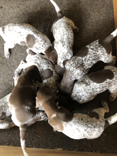 Gsp Pups Allrounder Horses Horse For Sale In Willow Tree Nsw