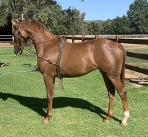 Galloway with a Big Future