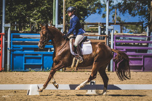 Warmblood Broodmare In Foal