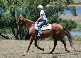 Three-Speed Allrounder