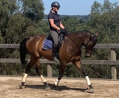 Schoolmaster Dressage/SJ/Event