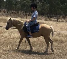 Palomino Kid's Show Pony