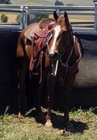 Oaks Spinifex Gelding