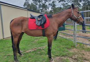 Allrounder Confident Beginners