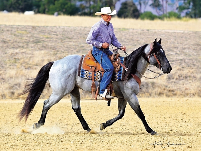 Medicine Man Quarter Horse