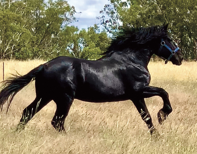 Carbery Estate Bentley | Percheron | Stallion Services for sale in
