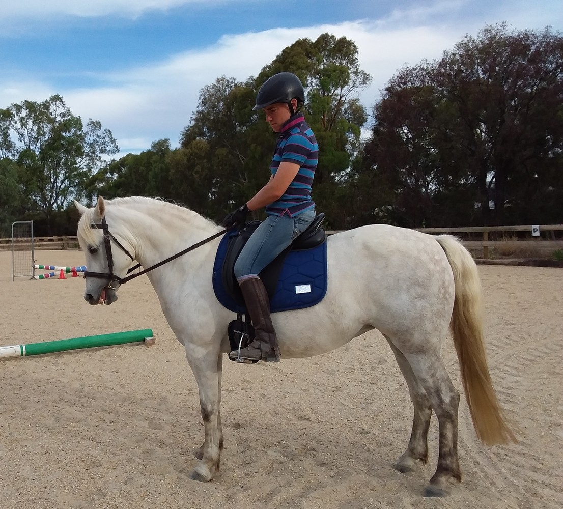 Australian Pony Mare | Performance Ponies | Horse for sale in Numurkah