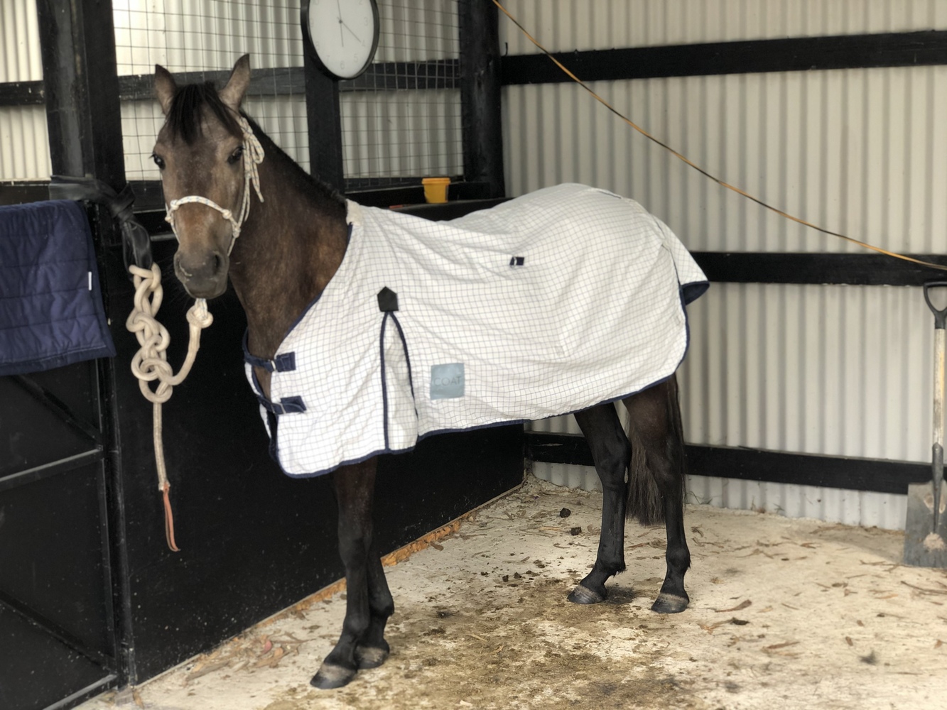 Steel Grey Pony Mare | Allrounder horses | Horse for sale in Pearcedale
