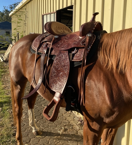 Horse gear for sale qld Outlet