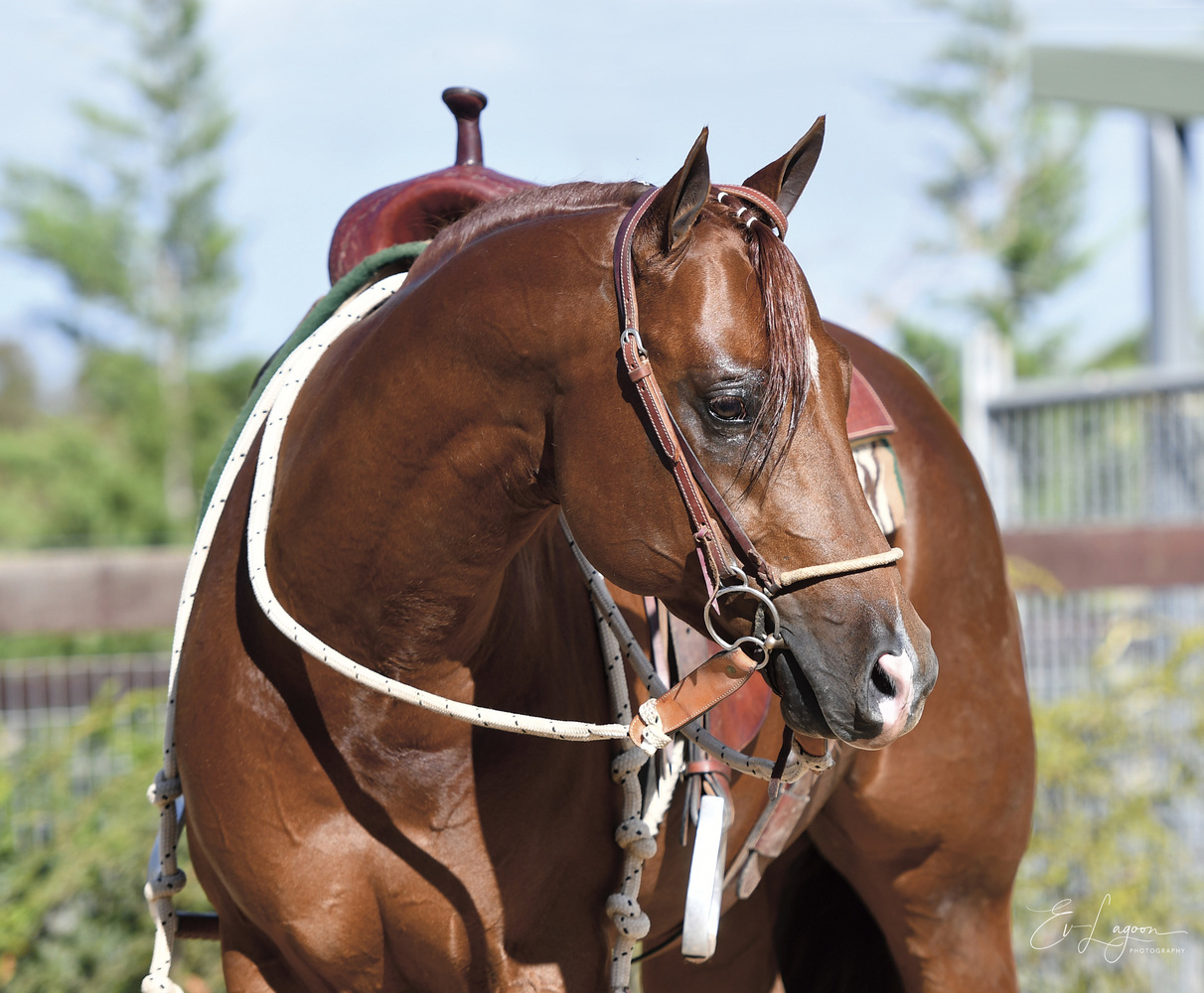 Subtley Diversified Quarter Horse Stallion Services for sale in