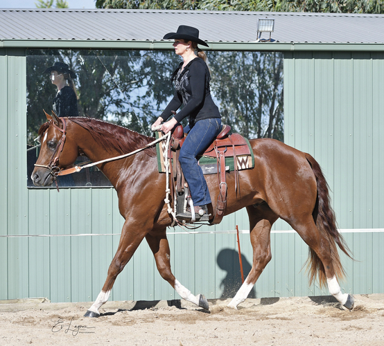 Subtley Diversified Quarter Horse Stallion Services for sale in