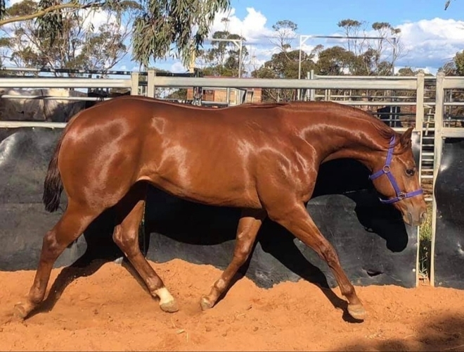 KPQ Kool Statute | Western Show horses | Horse for sale in Mildura VIC