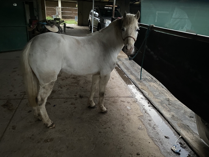 Project pony Show horses Horse for sale in Melton West VIC Horse